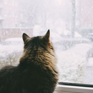 A cat looking at rain outside through the window.
