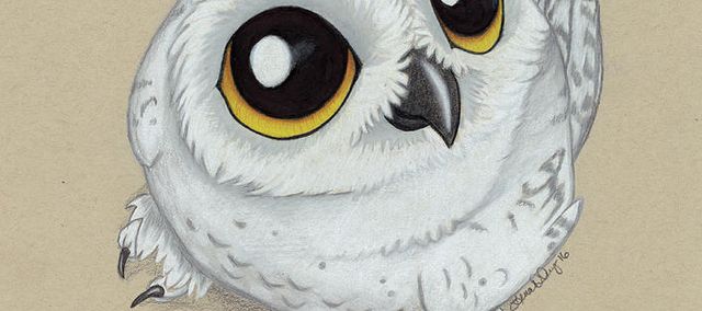 An investigative owl