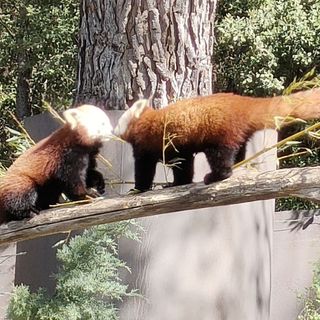 Red pandas kissing. So cute !