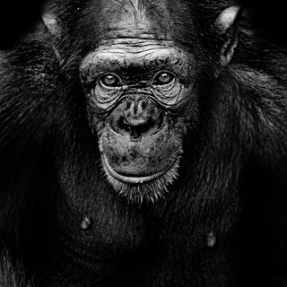 A chimp with headphone, in deep thoughts.