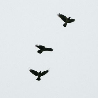 3 birds flying on a white sky